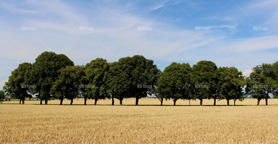 View in field