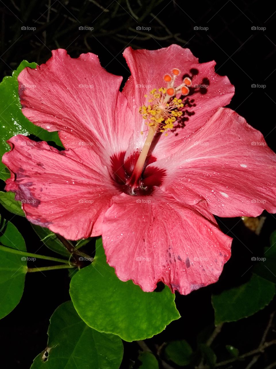 exotic hibiscus