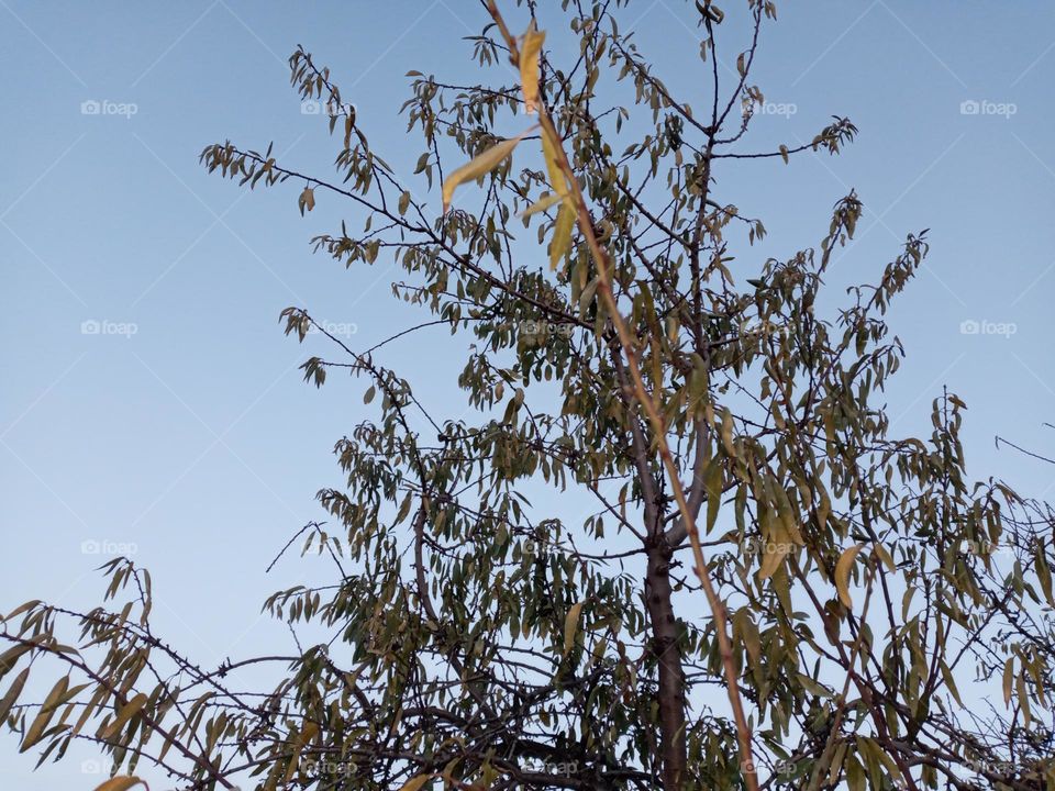 Almond tree in winter
