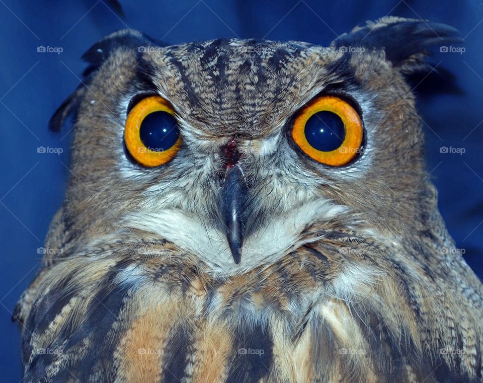 Portrait of a young Owl