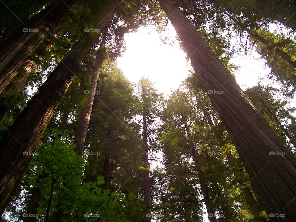 Redwoods