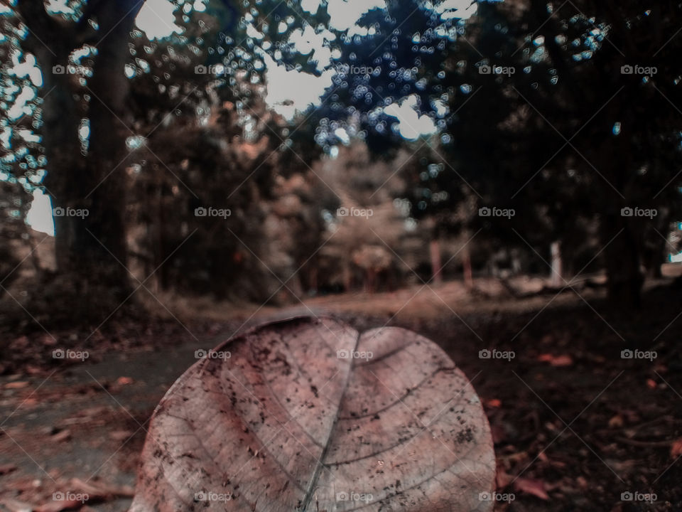 cuida la naturaleza 🍂🍁