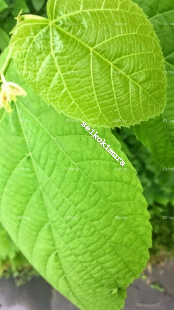 A Macro Shot of leaves I found in the woods during the summer time a while back (with better resolution) :)