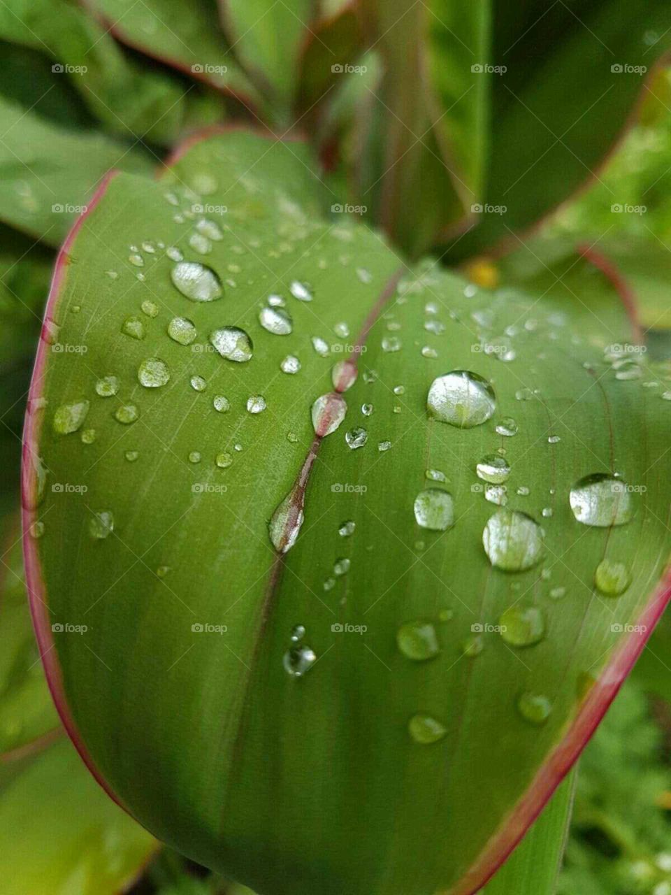 raindrops