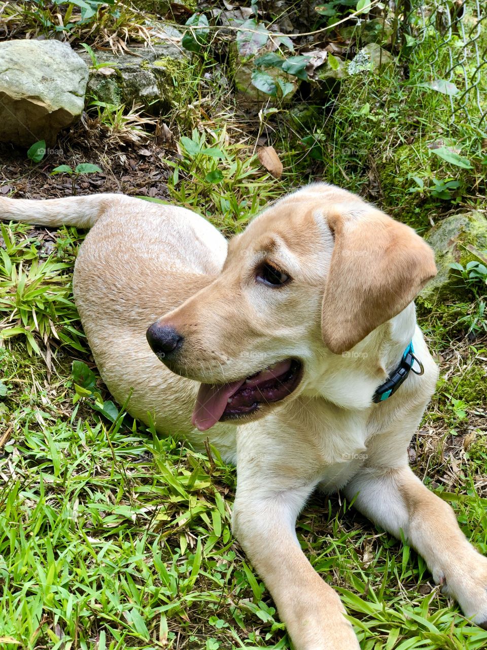 Labrador puppy alert and looking to the side in backyard