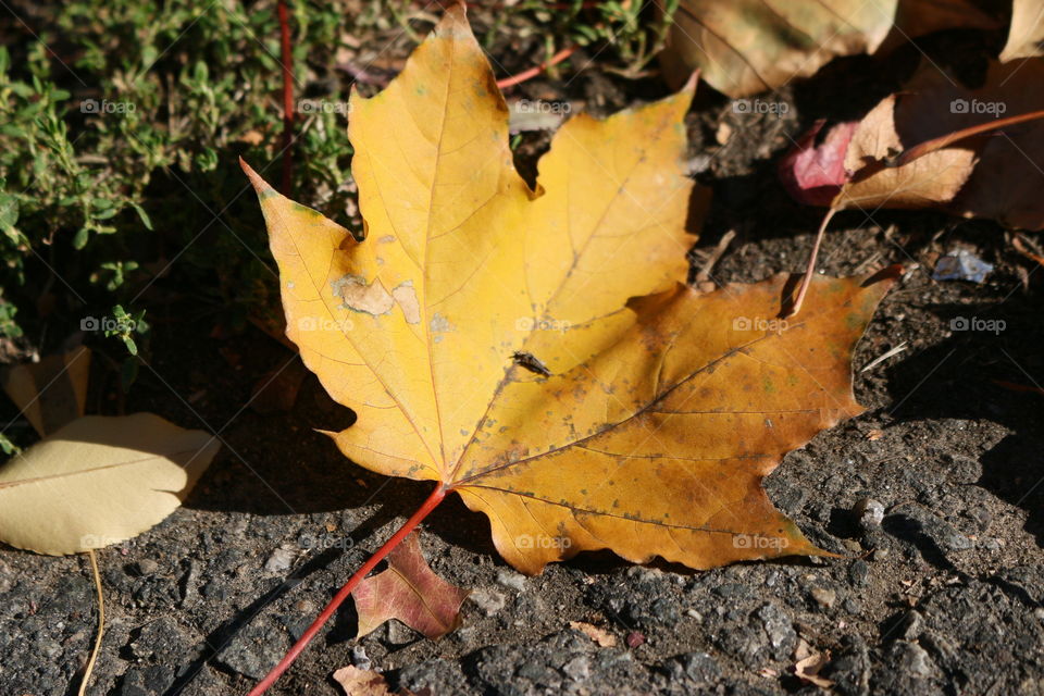 Fallen leaf