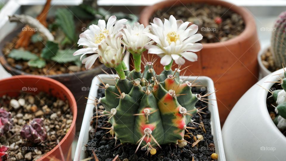 Gymnocalycium cactus flowers