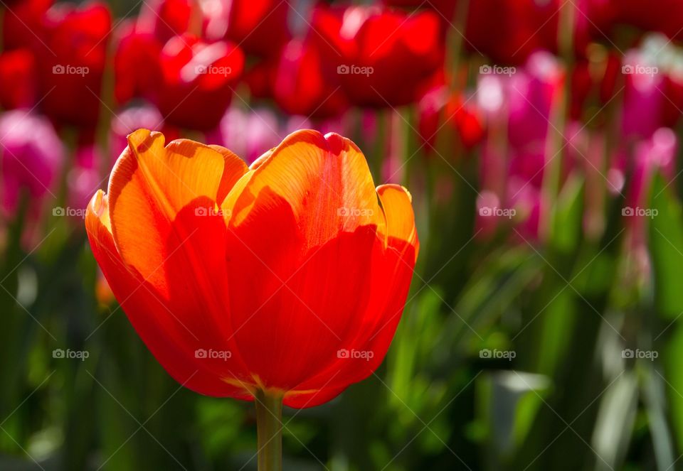 Selective focus of orange tulip