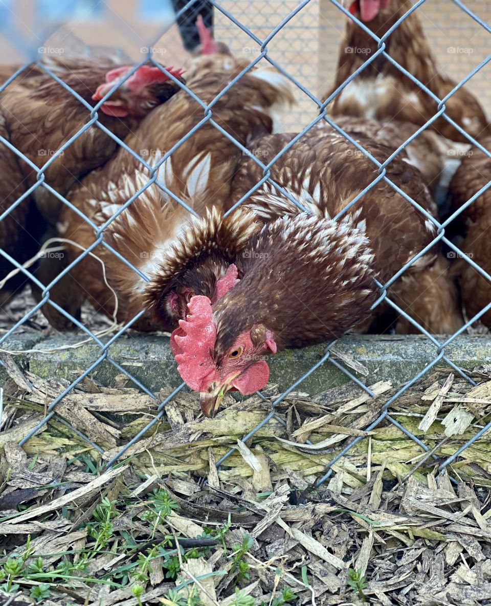 Swiss chickens eat grass in nature