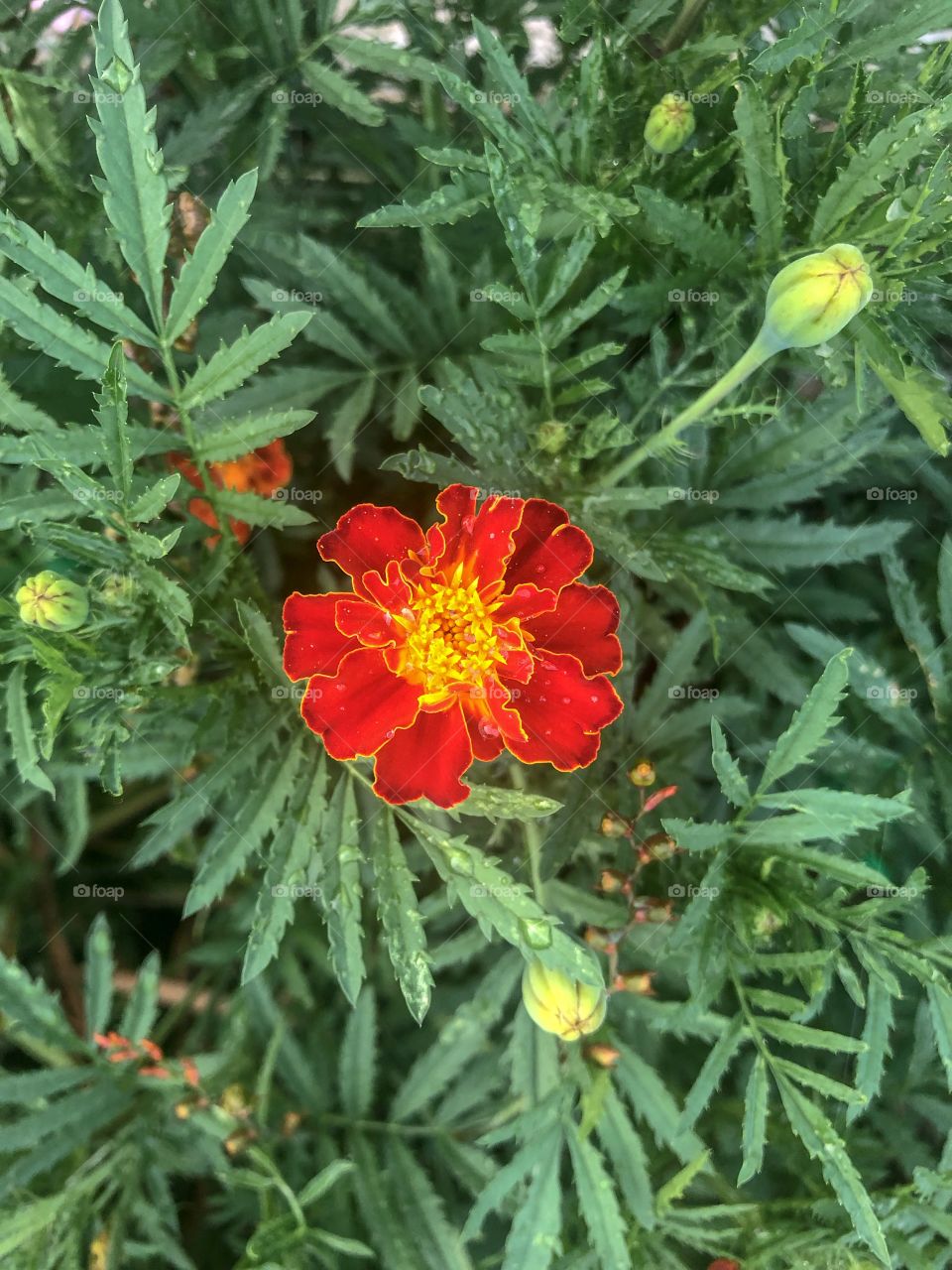 Tagetes erecta is a plant belonging to the Asteraceae family, native to Mexico and Guatemala.