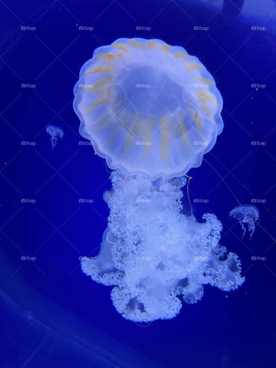 Jellyfish