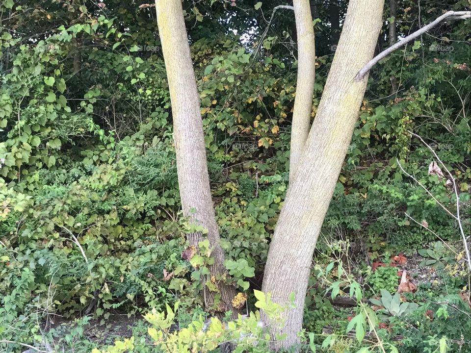 Tree surrounded by wild overgrown plants and bushes, natural environment