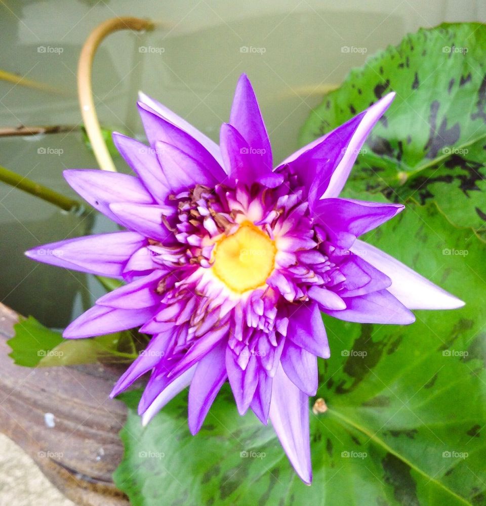 Purple lily lotus flower