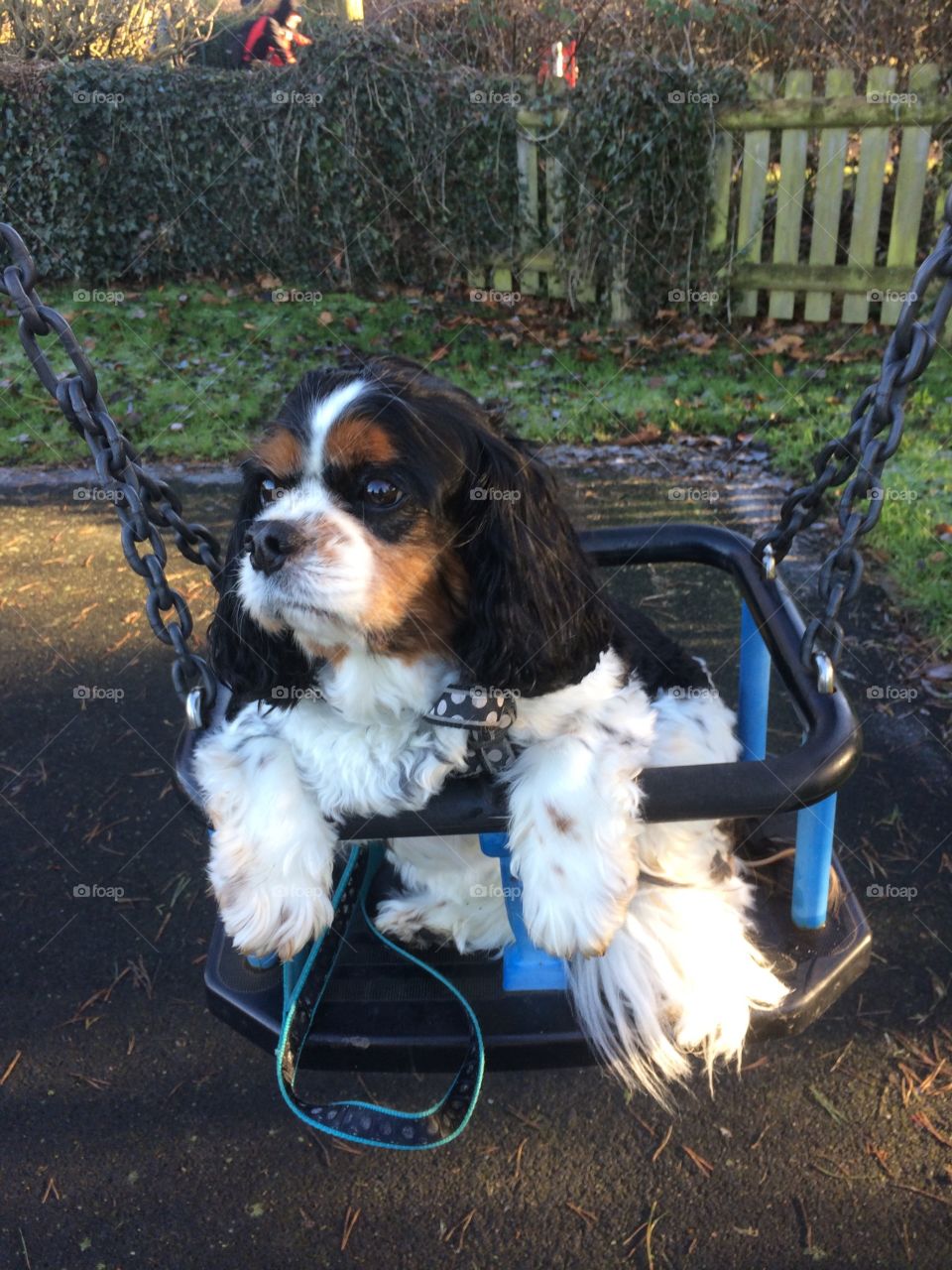 Dog in a baby swing