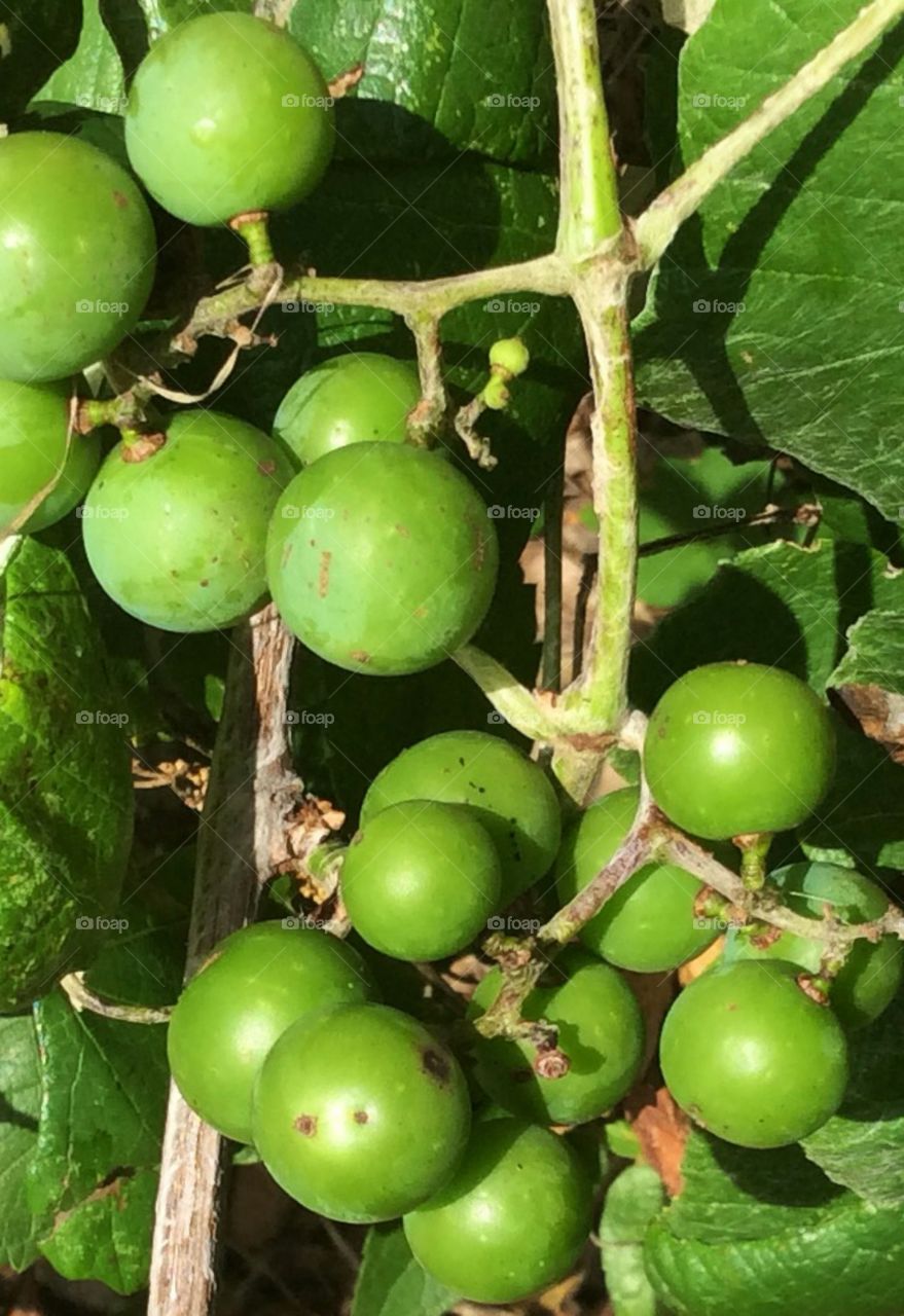 Green Grapes