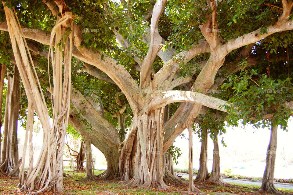 jupiter florida tree trunk by refocusphoto