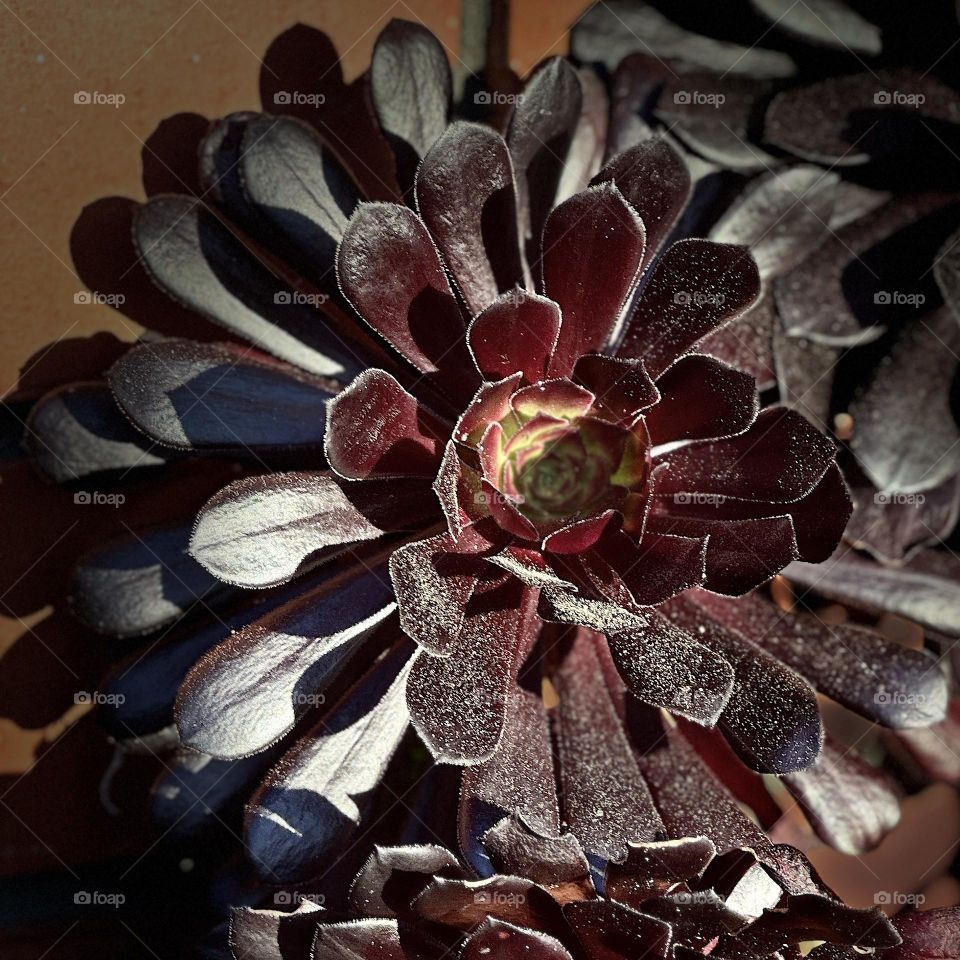 Aeonium Arboreum ‘Zwartkop’ (Black Rose) succulent