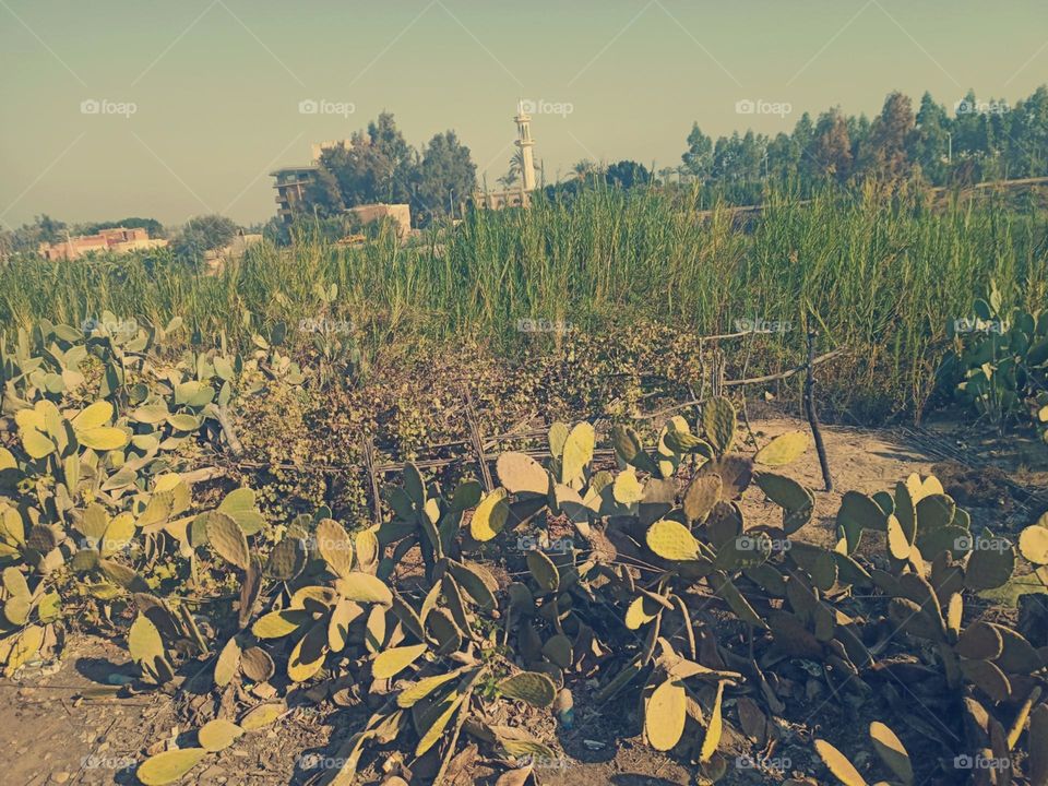 plants and grass are amazing in the morning