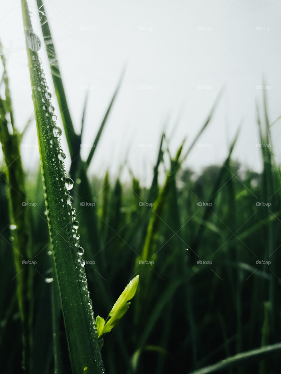 Rice fields with morning mist