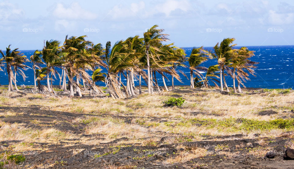 Windy in Hawaii 