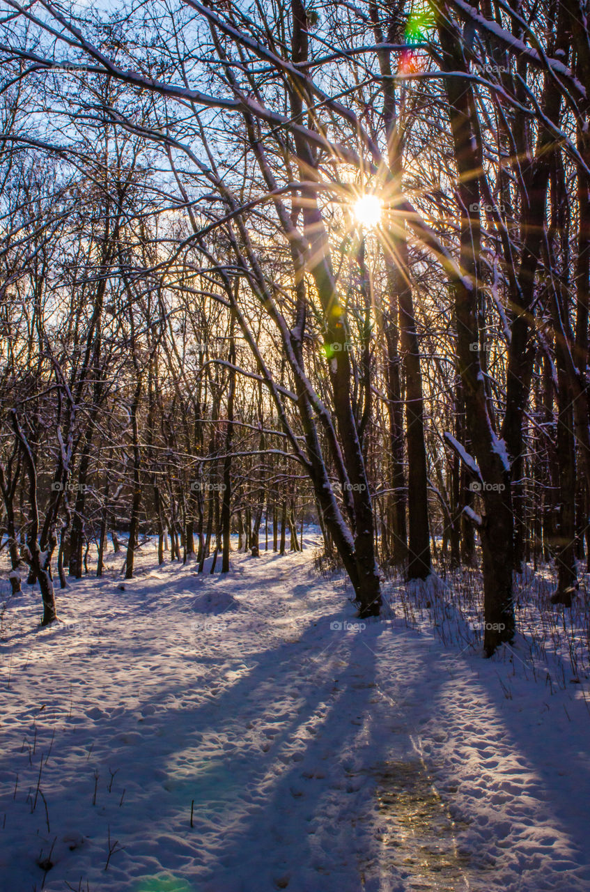 winter landscape