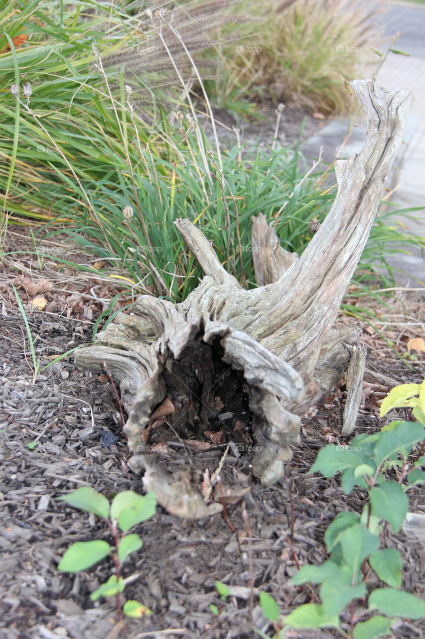 Tree stump