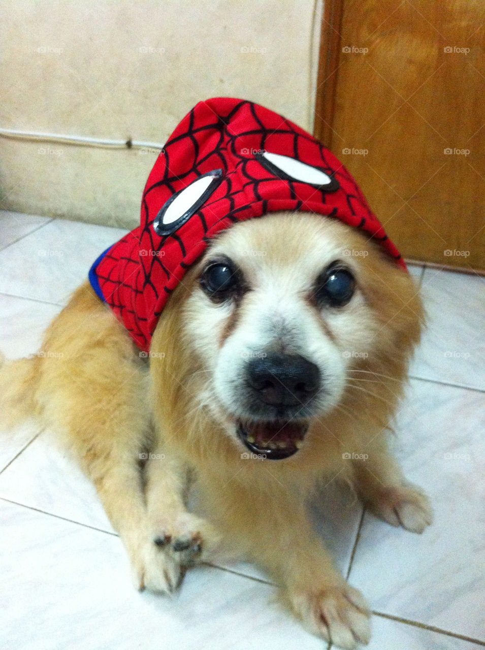 dog japanese puppy spiderman by gingana