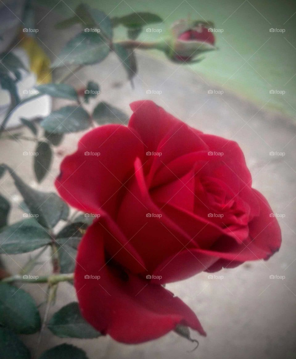 Beautiful Red Rose flower