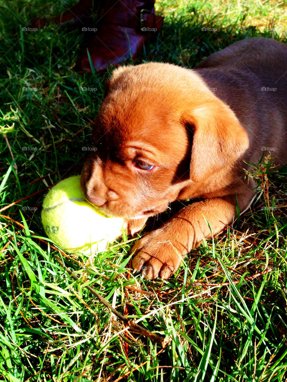 play dog puppy chocolate by asbreynolds