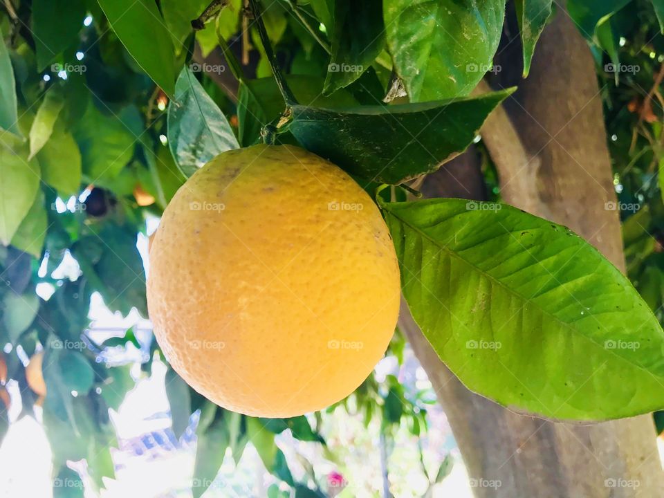 The orange season is everywhere now if we drink or eat Oranges every day we can benefit a lot of vitamin C. 