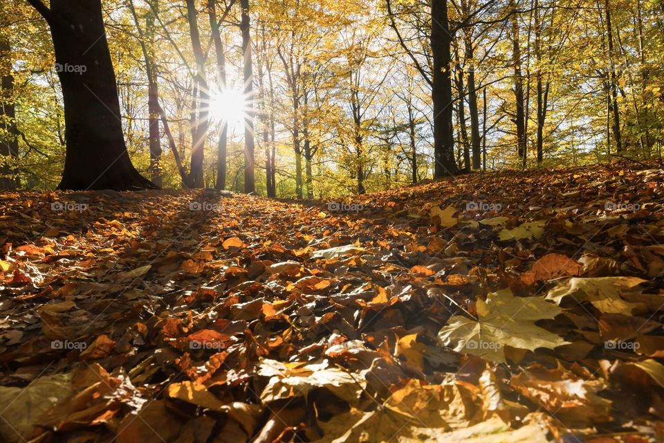 Sun shining bright into the forest where the ground is covered with leaves in beautiful autumn colors 