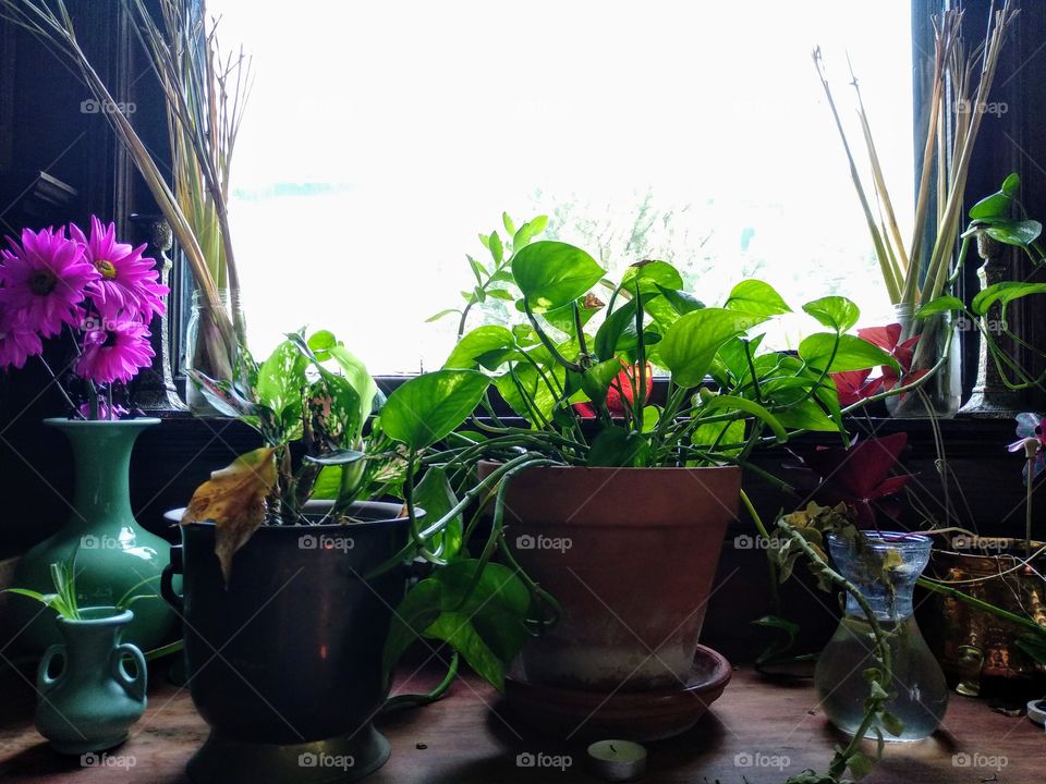 A happy home is full of plants