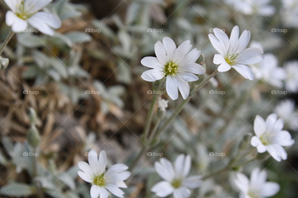 delicate. daisy