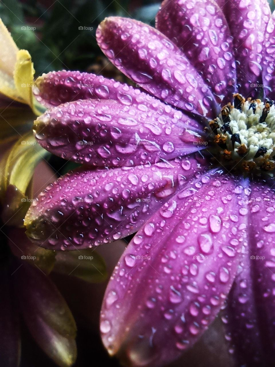 macro