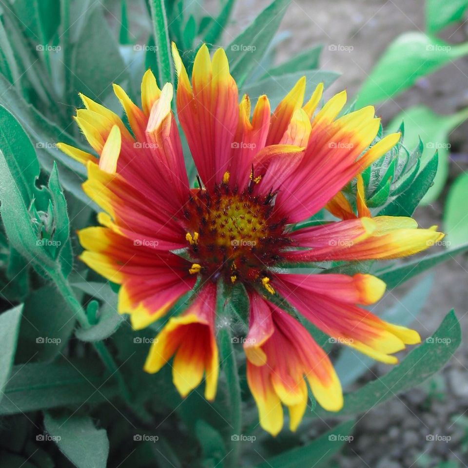 no people nobody close-up close up by przemekklos