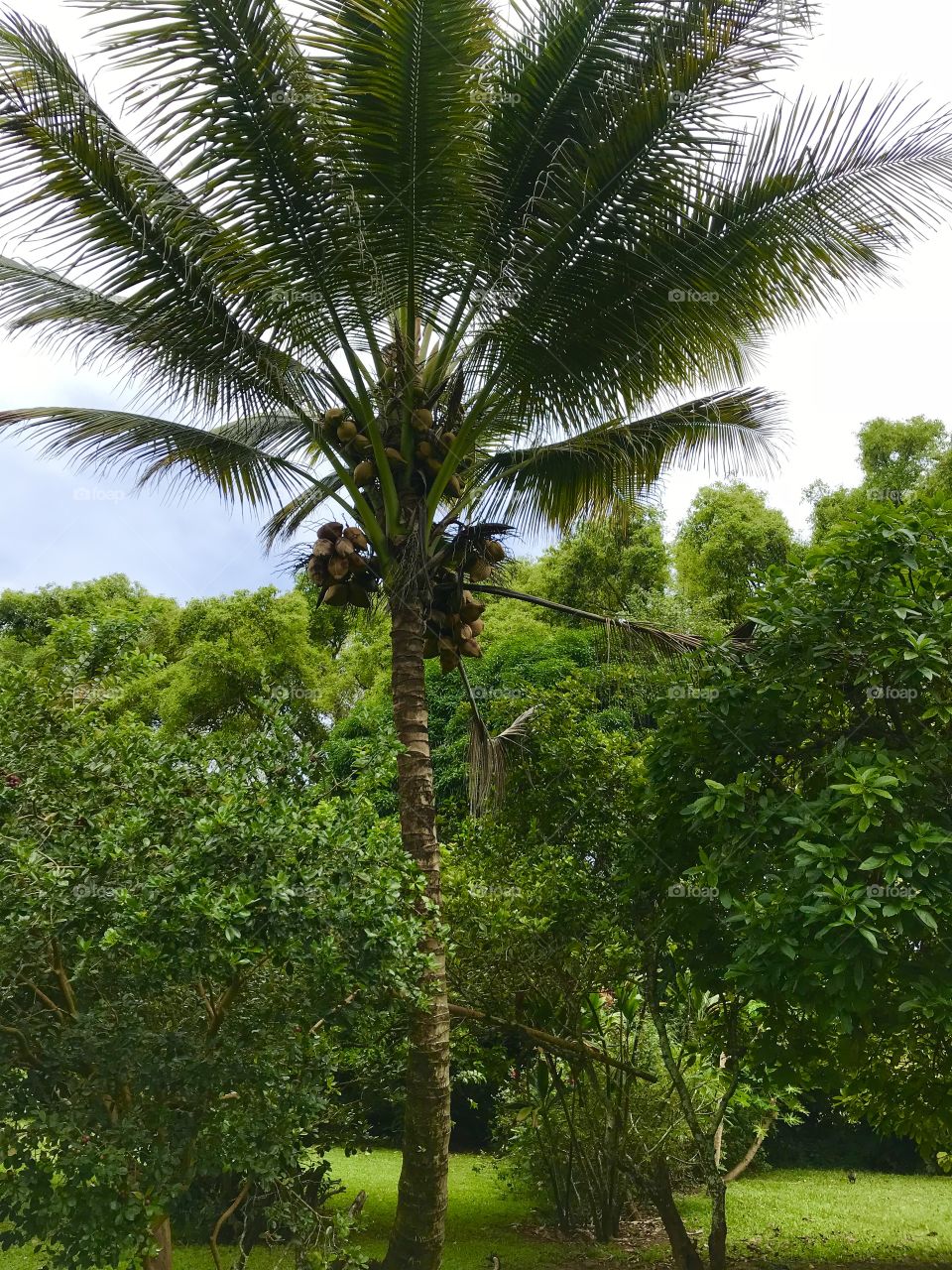 Hawaiian coconut tree