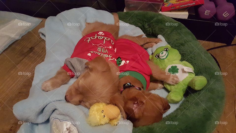 Chihuahua puppies sleeping in pet bed