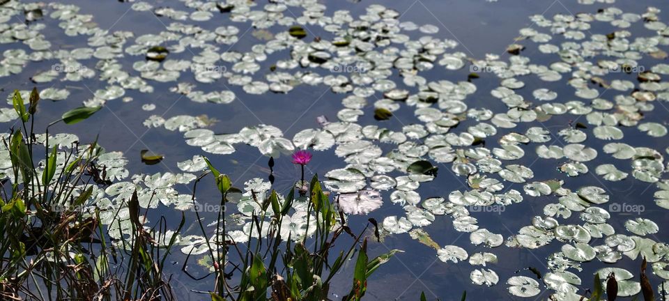 Red lotus at Hong Kong Wetland Park Lotus Pond