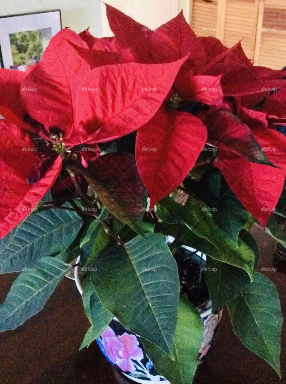 Red poinsettia in a ceramic pot, a beloved Christmas flower, with an interesting history, and deep symbolism. 