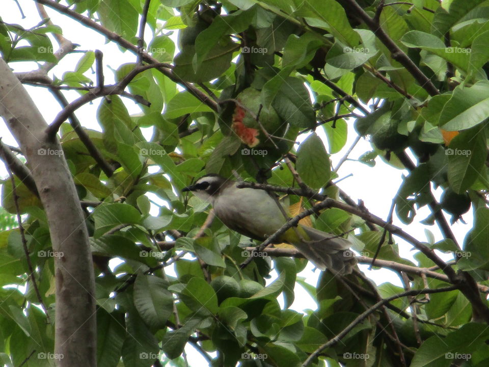 bird eating