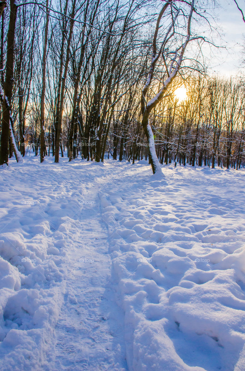 winter landscape