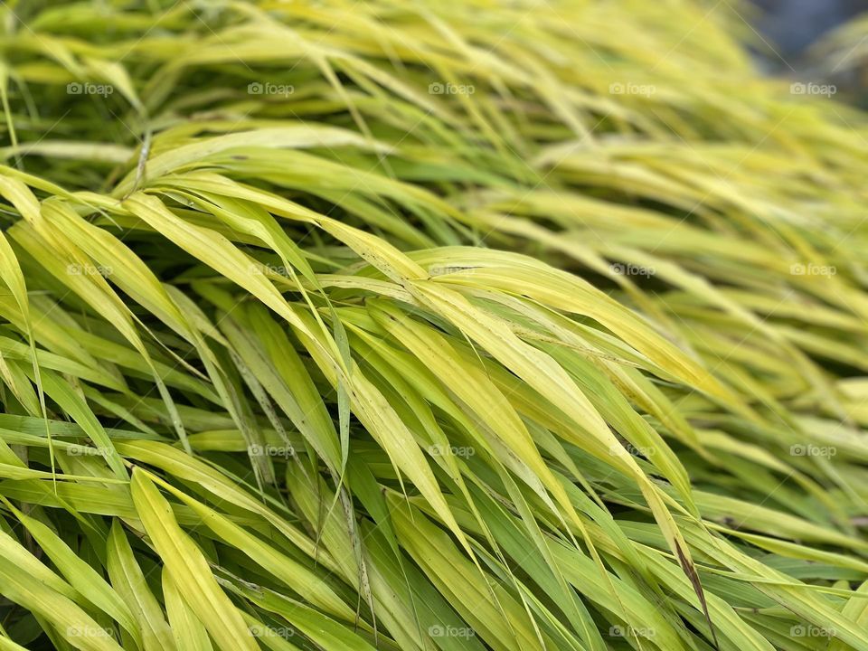 Bright, vibrant green grass blades flowing gracefully.