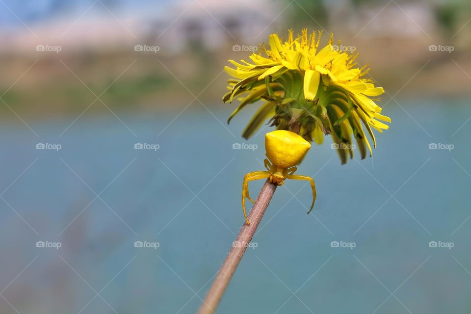 bright yellow spider on a blooming yellow dandelion