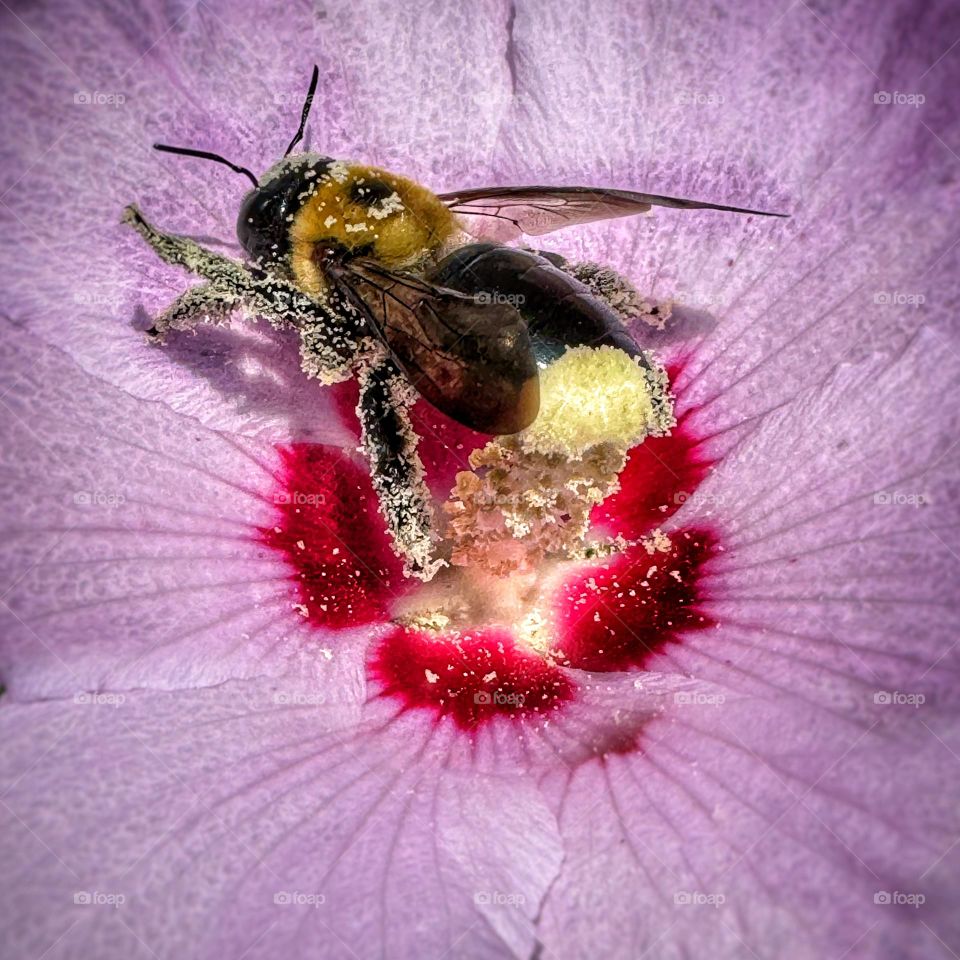 Bee on a flower covered with pollen 