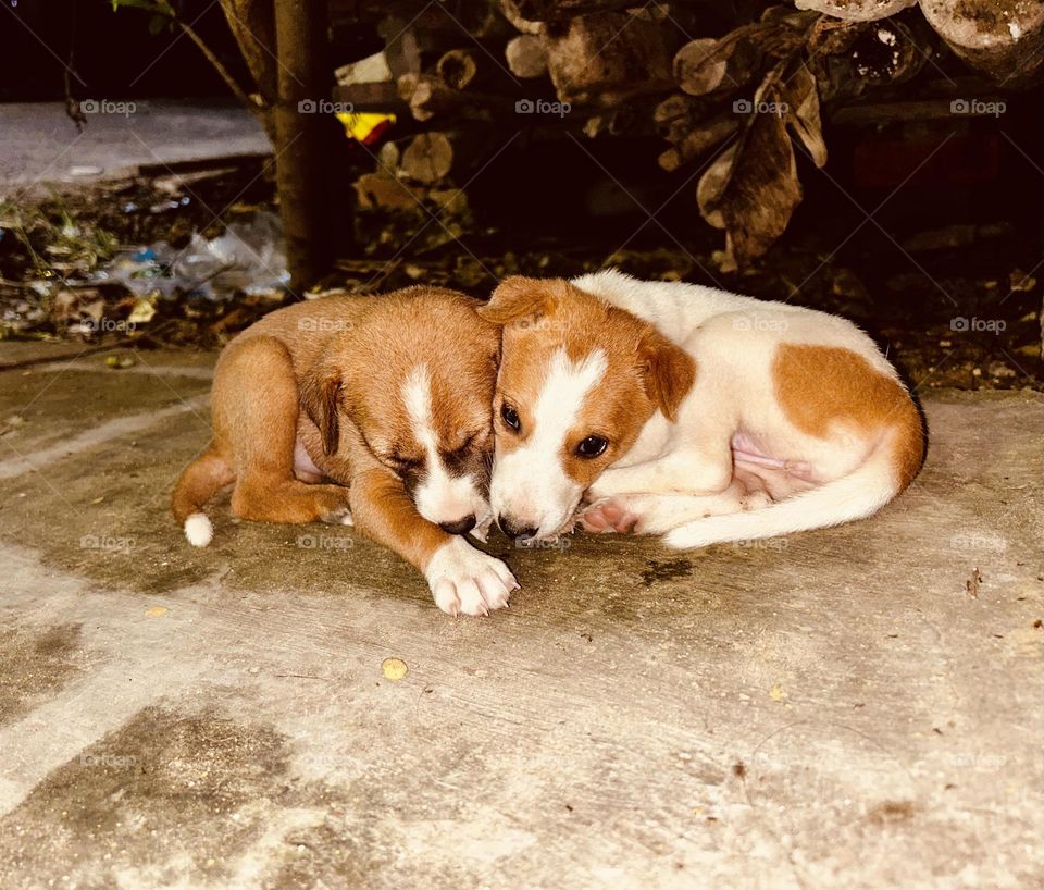 Pair of puppy - sleeping together 