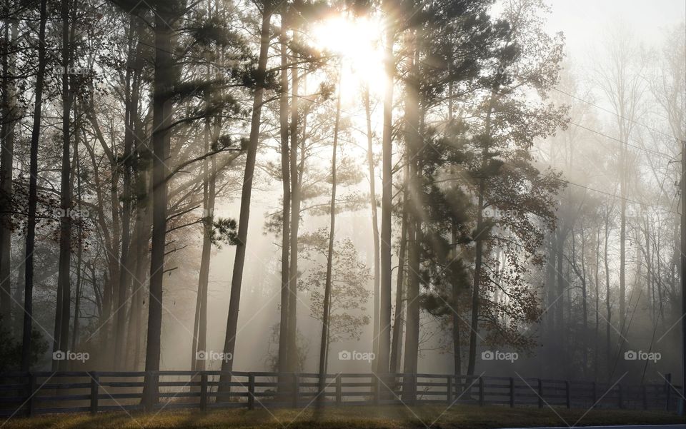 The early morning sun shines through the trees, creating a spectacular fall display.