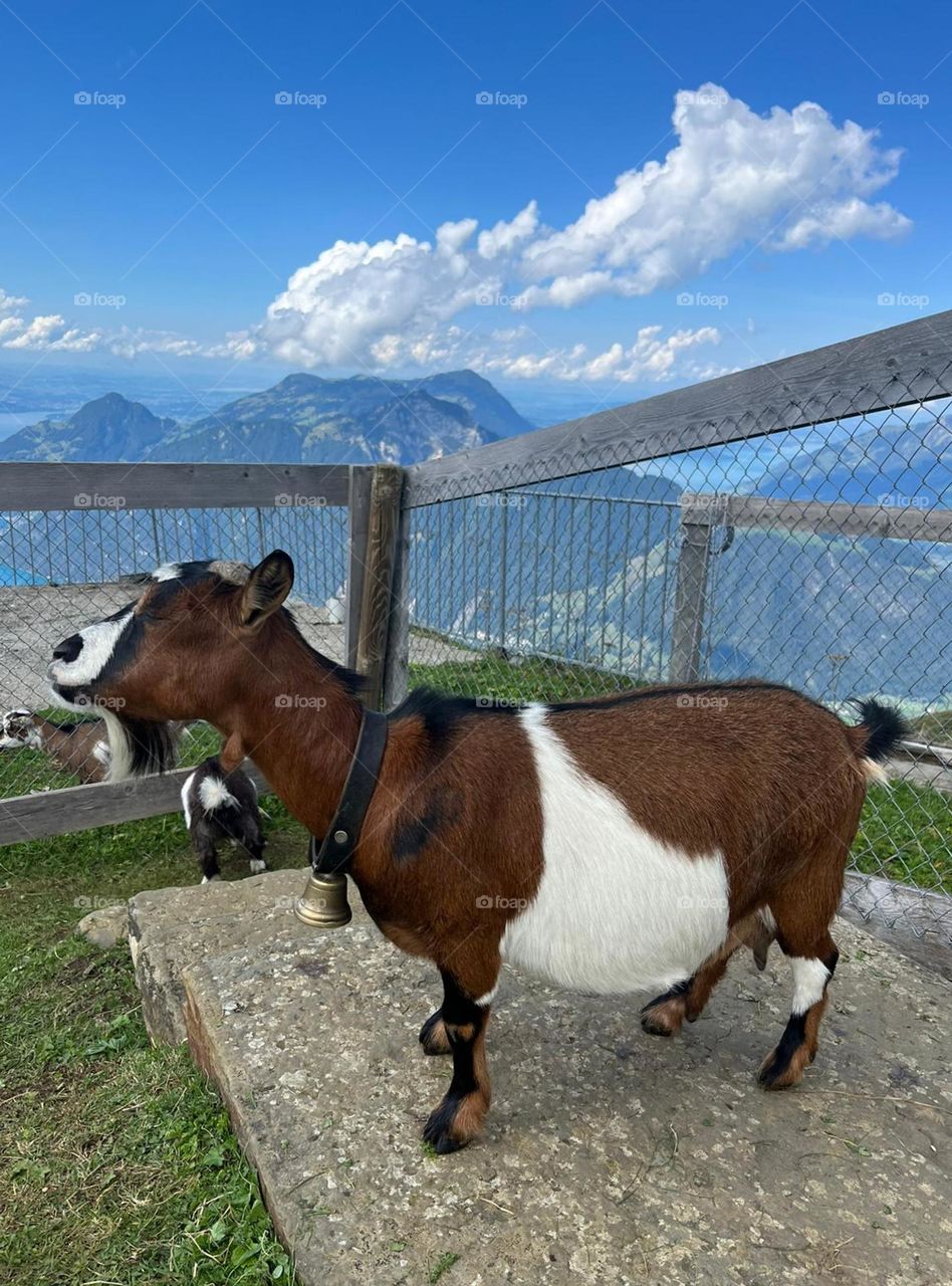 A beautiful small mountain goat with a brown and white color stands on a mountain top and inhales clean and fresh air with its nose in Stoos Switzerland, close-up side view. Animal lifestyle concept, a moment of life.