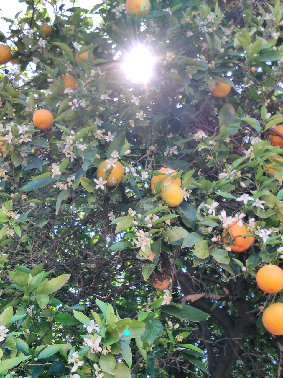 Smell the oranges in the sunshine
