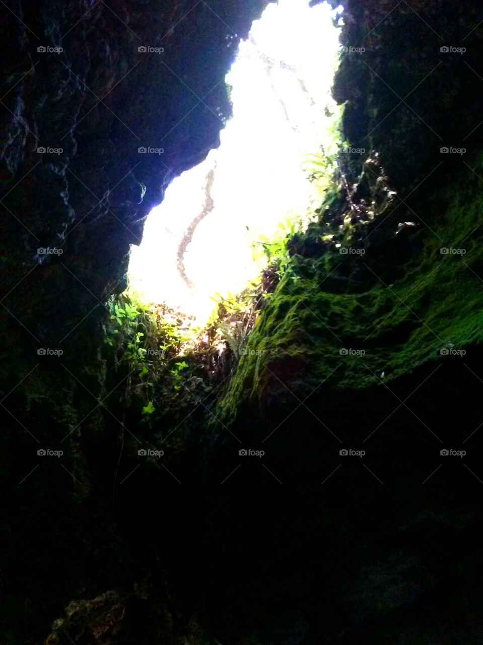 natural skylight. underground cave roots and rock overhead