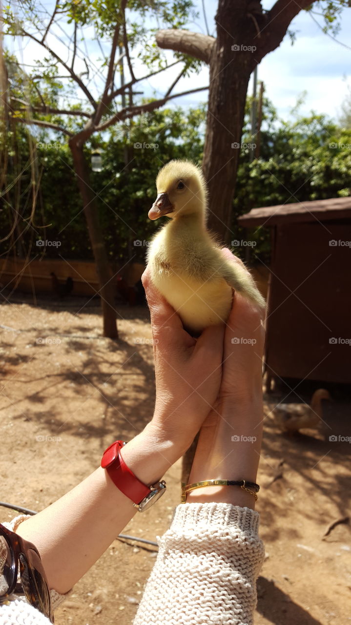 Close-up of a person holding duck